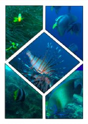fish , fish fish,,, by Kaj Toivola 
